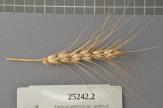 Click for 1 image(s) for this accession. Spike